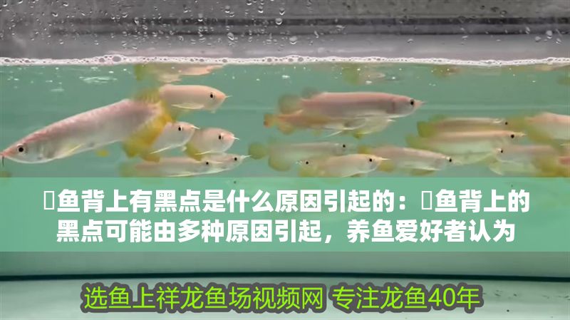 魟魚背上有黑點是什么原因引起的：魟魚背上的黑點可能由多種原因引起，養魚愛好者認為