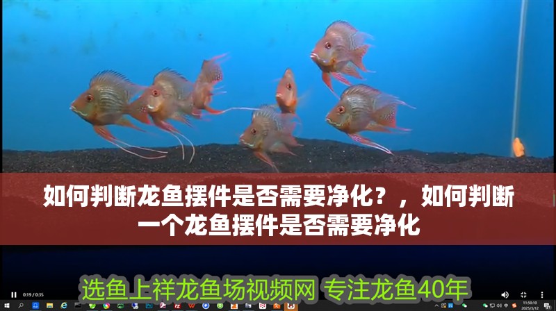 如何判斷龍魚擺件是否需要凈化？，如何判斷一個(gè)龍魚擺件是否需要凈化