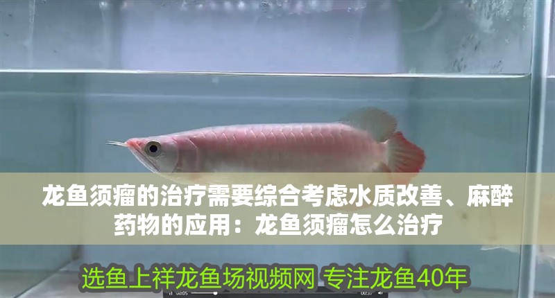 龍魚須瘤的治療需要綜合考慮水質改善、麻醉藥物的應用：龍魚須瘤怎么治療