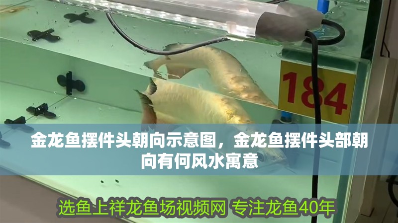 金龍魚擺件頭朝向示意圖，金龍魚擺件頭部朝向有何風水寓意