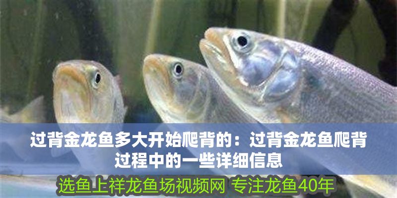 過(guò)背金龍魚(yú)多大開(kāi)始爬背的：過(guò)背金龍魚(yú)爬背過(guò)程中的一些詳細(xì)信息 過(guò)背金龍魚(yú)多大開(kāi)始爬背的：過(guò)背金龍魚(yú)爬背過(guò)程中的一些詳細(xì)信息 金龍魚(yú)百科 第1張