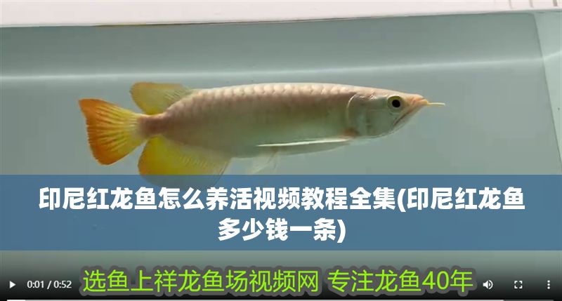 印尼紅龍魚怎么養活視頻教程全集(印尼紅龍魚多少錢一條)