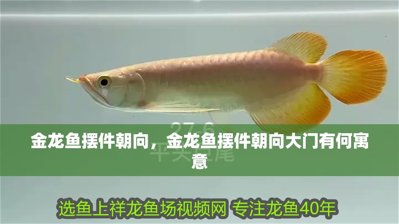 金龍魚(yú)擺件朝向，金龍魚(yú)擺件朝向大門(mén)有何寓意 金龍魚(yú)擺件朝向，金龍魚(yú)擺件朝向大門(mén)有何寓意 水族問(wèn)答