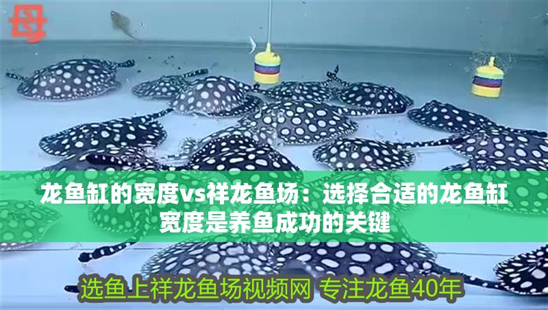 龍魚缸的寬度vs祥龍魚場:選擇合適的龍魚缸寬度是養(yǎng)魚成功的關(guān)鍵 vs祥龍魚場 第1張 龍魚缸的寬度vs祥龍魚場:選擇合適的龍魚缸寬度是養(yǎng)魚成功的關(guān)鍵 龍魚缸的寬度vs祥龍魚場:選擇合適的龍魚缸寬度是養(yǎng)魚成功的關(guān)鍵 vs祥龍魚場 第1張