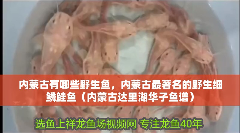 內蒙古有哪些野生魚，內蒙古最著名的野生細鱗鮭魚（內蒙古達里湖華子魚譜）