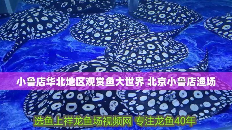小魯店華北地區觀賞魚大世界 北京小魯店漁場 小魯店華北地區觀賞魚大世界 北京小魯店漁場 銀龍魚百科 第1張