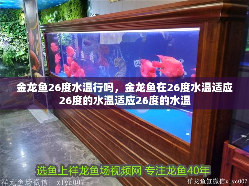 金龍魚26度水溫行嗎，金龍魚在26度水溫適應26度的水溫適應26度的水溫