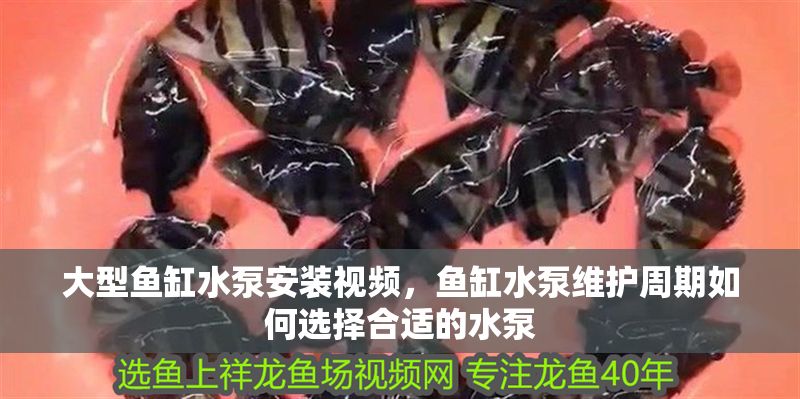 大型魚缸水泵安裝視頻，魚缸水泵維護周期如何選擇合適的水泵