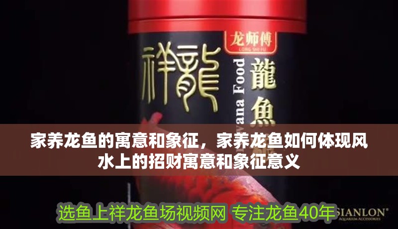家養龍魚的寓意和象征，家養龍魚如何體現風水上的招財寓意和象征意義