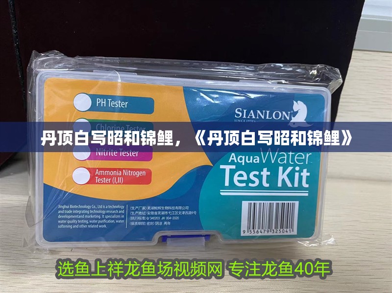 丹頂白寫昭和錦鯉，《丹頂白寫昭和錦鯉》 丹頂白寫昭和錦鯉，《丹頂白寫昭和錦鯉》 龍魚論壇