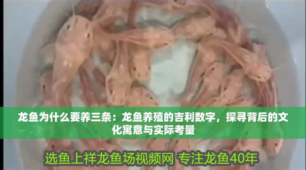 龍魚為什么要養三條：龍魚養殖的吉利數字，探尋背后的文化寓意與實際考量