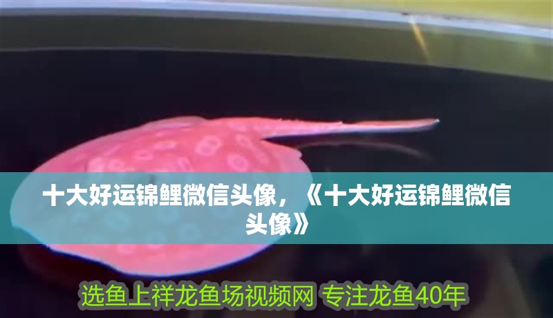 十大好運錦鯉微信頭像，《十大好運錦鯉微信頭像》