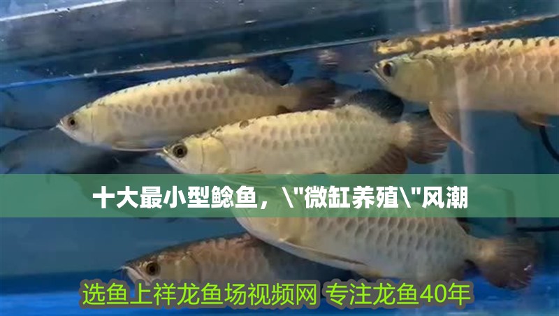十大最小型鯰魚，\