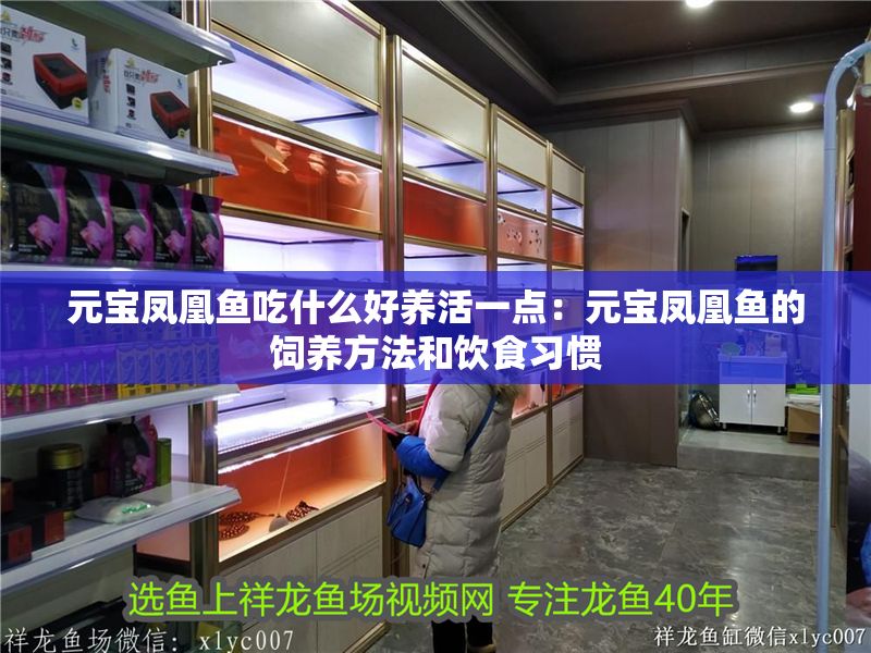 元寶鳳凰魚吃什么好養活一點：元寶鳳凰魚的飼養方法和飲食習慣 元寶鳳凰魚吃什么好養活一點：元寶鳳凰魚的飼養方法和飲食習慣 元寶鳳凰魚百科 第1張