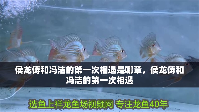 侯龍儔和馮潔的第一次相遇是哪章，侯龍儔和馮潔的第一次相遇