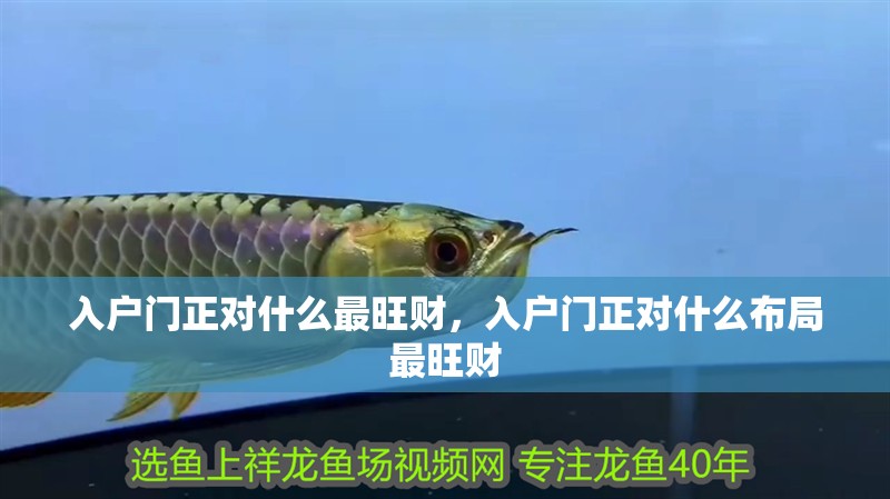 入戶門正對什么最旺財，入戶門正對什么布局最旺財 入戶門正對什么最旺財，入戶門正對什么布局最旺財 龍魚論壇
