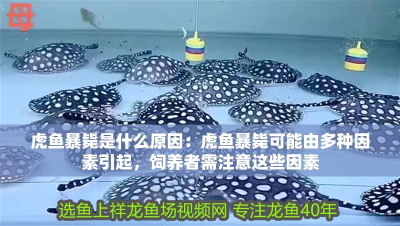 虎魚暴斃是什么原因：虎魚暴斃可能由多種因素引起，飼養(yǎng)者需注意這些因素
