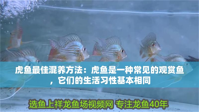 虎魚最佳混養方法：虎魚是一種常見的觀賞魚，它們的生活習性基本相同 虎魚最佳混養方法：虎魚是一種常見的觀賞魚，它們的生活習性基本相同 虎魚百科 第2張