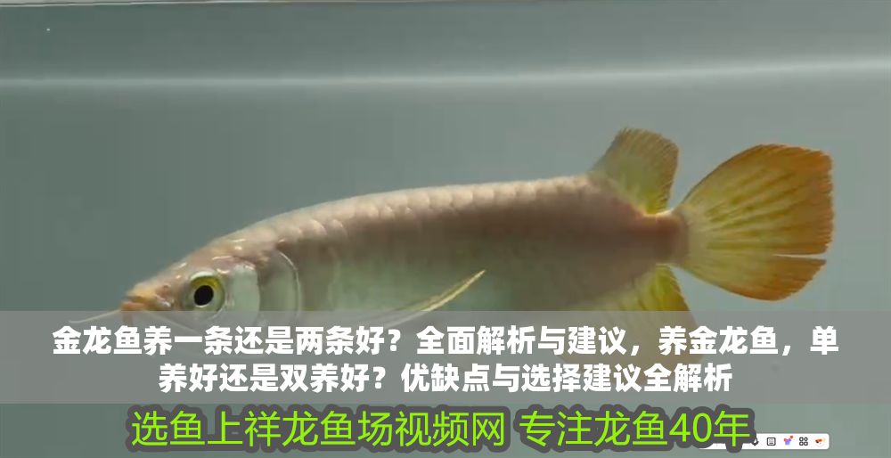 金龍魚養一條還是兩條好？全面解析與建議，養金龍魚，單養好還是雙養好？優缺點與選擇建議全解析