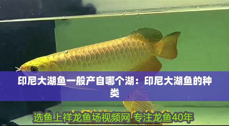 印尼大湖魚一般產自哪個湖：印尼大湖魚的種類