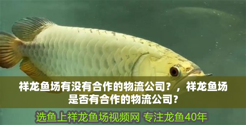 祥龍魚場(chǎng)有沒有合作的物流公司？，祥龍魚場(chǎng)是否有合作的物流公司？ 祥龍魚場(chǎng)有沒有合作的物流公司？，祥龍魚場(chǎng)是否有合作的物流公司？ 龍魚百科