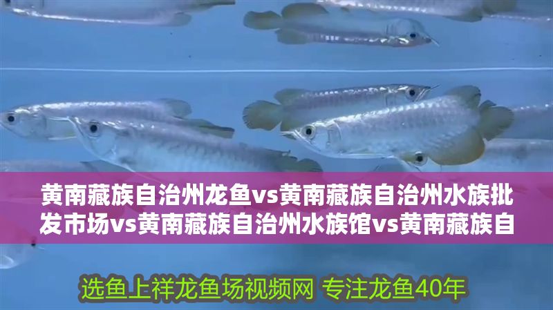 黃南藏族自治州龍魚vs黃南藏族自治州水族批發市場vs黃南藏族自治州水族館vs黃南藏族自治州魚缸批發市場vs祥龍魚場：黃南藏族自治州水族市場分布