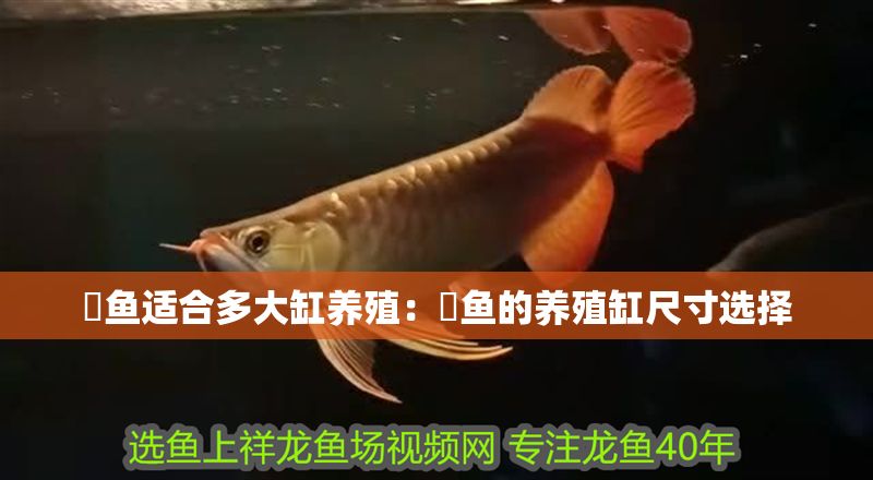 魟魚適合多大缸養殖：魟魚的養殖缸尺寸選擇