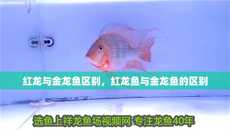 紅龍與金龍魚區別，紅龍魚與金龍魚的區別