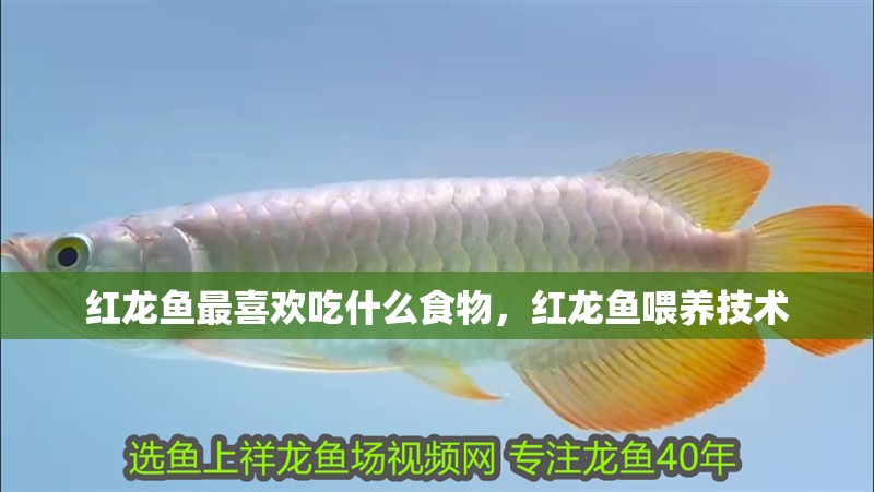 紅龍魚最喜歡吃什么食物，紅龍魚喂養技術