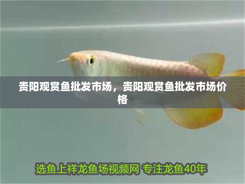 貴陽觀賞魚批發市場，貴陽觀賞魚批發市場價格