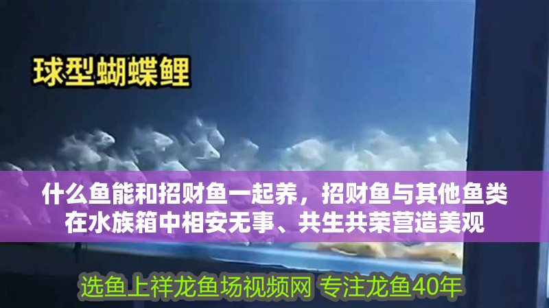 什么魚能和招財魚一起養，招財魚與其他魚類在水族箱中相安無事、共生共榮營造美觀