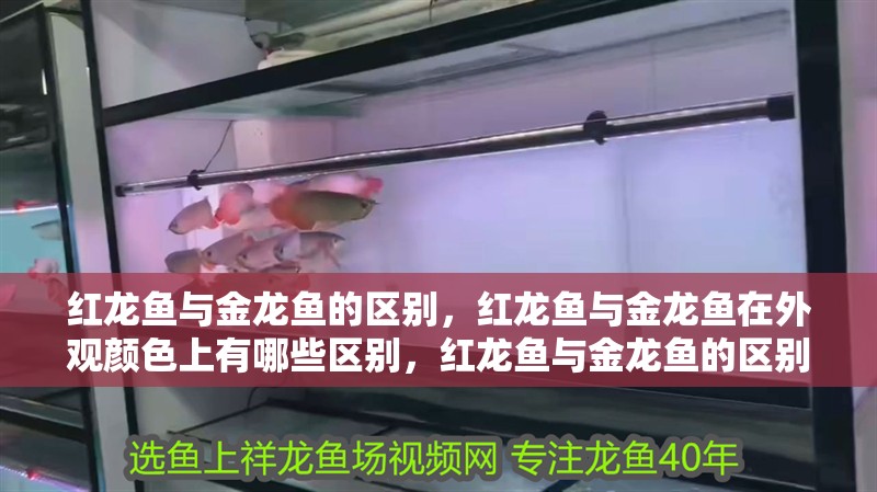 我的虎魚真菌感染了要怎么處理 紅龍魚與金龍魚的區別,紅龍魚與金龍魚在外觀顏色上有哪些區別,紅龍魚與金龍魚的區別 水族問答 紅龍魚與金龍魚的區別,紅龍魚與金龍魚在外觀顏色上有哪些區別,紅龍魚與金龍魚的區別 紅龍魚與金龍魚的區別,紅龍魚與金龍魚在外觀顏色上有哪些區別,紅龍魚與金龍魚的區別 水族問答