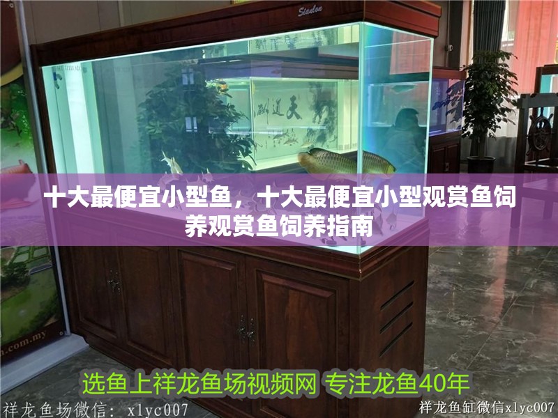 十大最便宜小型魚，十大最便宜小型觀賞魚飼養觀賞魚飼養指南