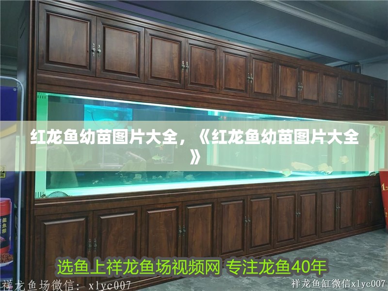 紅龍魚幼苗圖片大全，《紅龍魚幼苗圖片大全》