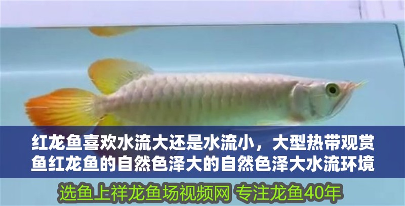 紅龍魚(yú)喜歡水流大還是水流小，大型熱帶觀賞魚(yú)紅龍魚(yú)的自然色澤大的自然色澤大水流環(huán)境