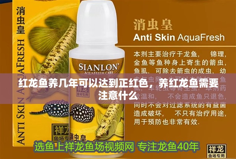 紅龍魚養幾年可以達到正紅色，養紅龍魚需要注意什么