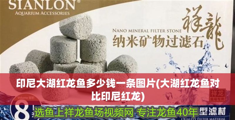 印尼大湖紅龍魚多少錢一條圖片(大湖紅龍魚對比印尼紅龍)