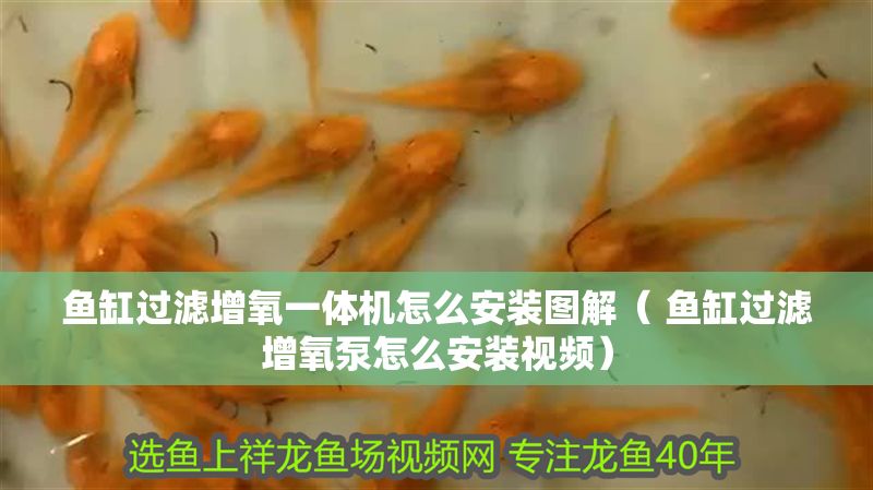 魚缸過濾增氧一體機怎么安裝圖解（ 魚缸過濾增氧泵怎么安裝視頻）