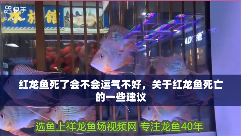 紅龍魚死了會不會運氣不好，關(guān)于紅龍魚死亡的一些建議