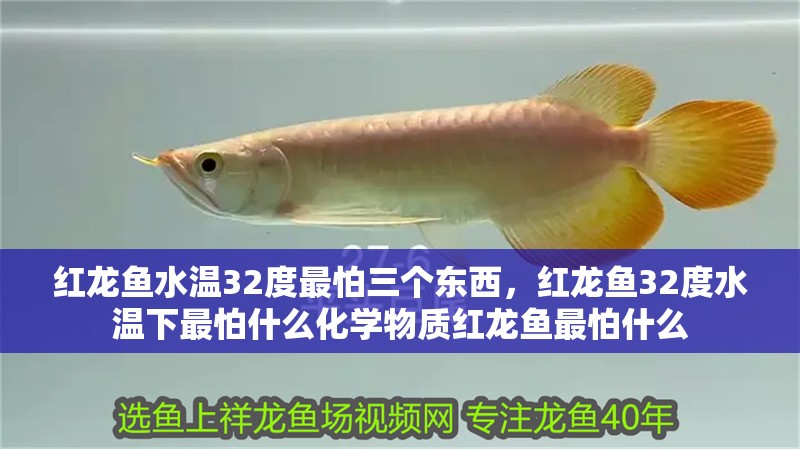 紅龍魚水溫32度最怕三個東西，紅龍魚32度水溫下最怕什么化學物質紅龍魚最怕什么