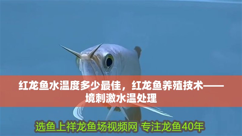 紅龍魚水溫度多少最佳，紅龍魚養殖技術——境刺激水溫處理