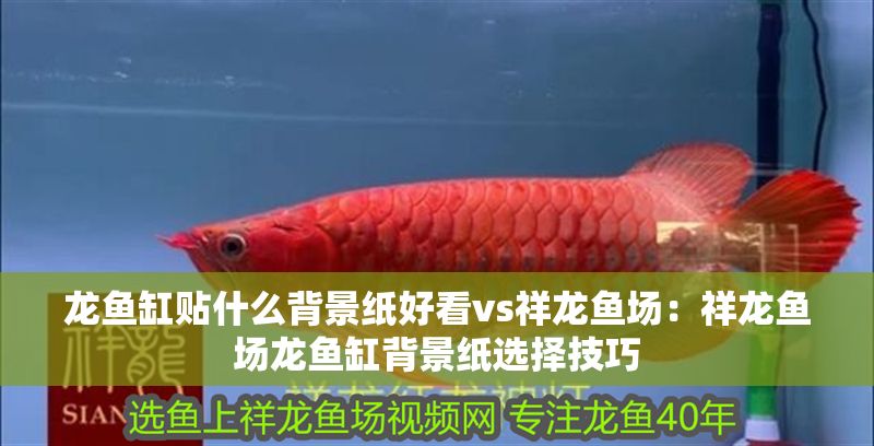龍魚缸貼什么背景紙好看vs祥龍魚場：祥龍魚場龍魚缸背景紙選擇技巧 龍魚缸貼什么背景紙好看vs祥龍魚場：祥龍魚場龍魚缸背景紙選擇技巧 vs祥龍魚場 第1張