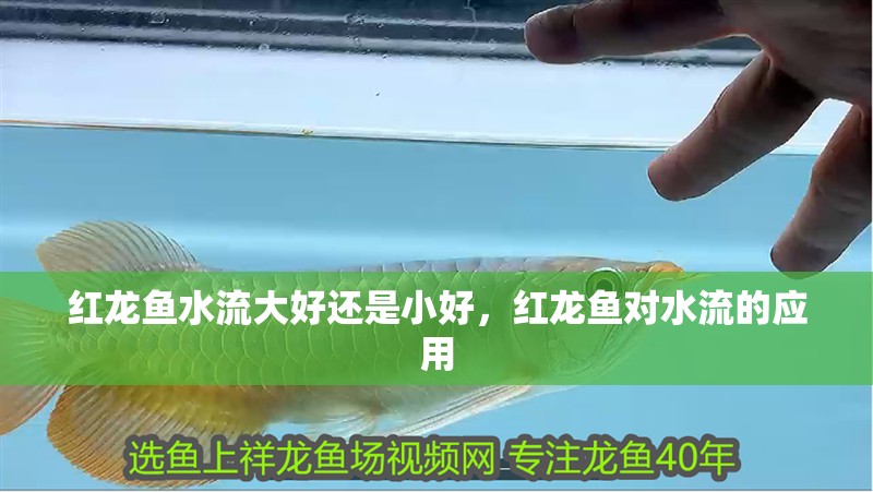 紅龍魚水流大好還是小好，紅龍魚對水流的應用 紅龍魚水流大好還是小好，紅龍魚對水流的應用 水族問答