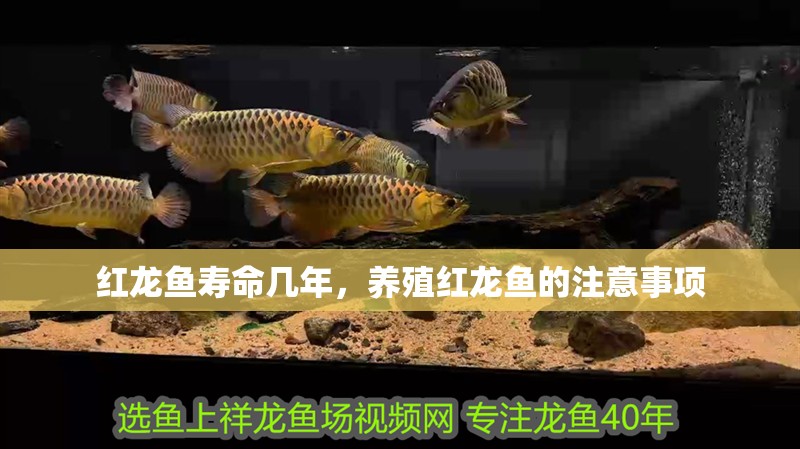 紅龍魚壽命幾年，養(yǎng)殖紅龍魚的注意事項 紅龍魚壽命幾年，養(yǎng)殖紅龍魚的注意事項 水族問答