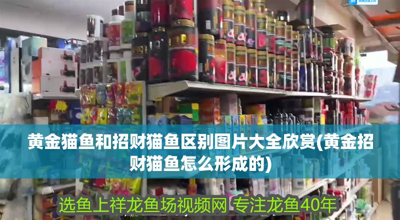 黃金貓魚和招財貓魚區別圖片大全欣賞(黃金招財貓魚怎么形成的) 黃金貓魚和招財貓魚區別圖片大全欣賞(黃金招財貓魚怎么形成的) 黃金貓魚百科 第1張