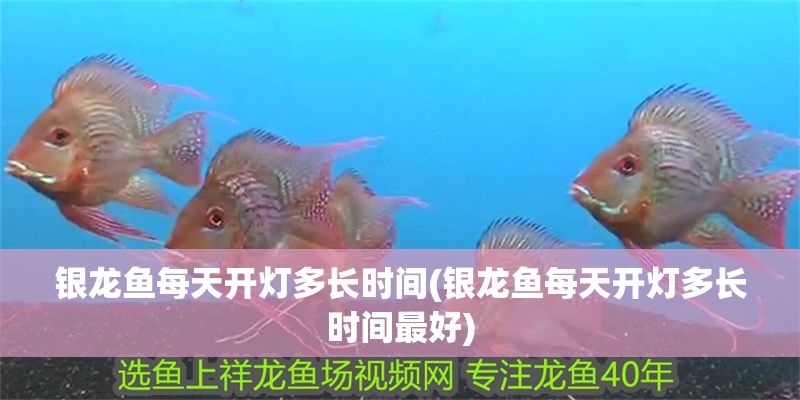 銀龍魚每天開燈多長時間(銀龍魚每天開燈多長時間最好) 銀龍魚每天開燈多長時間(銀龍魚每天開燈多長時間最好) 銀龍魚百科 第1張