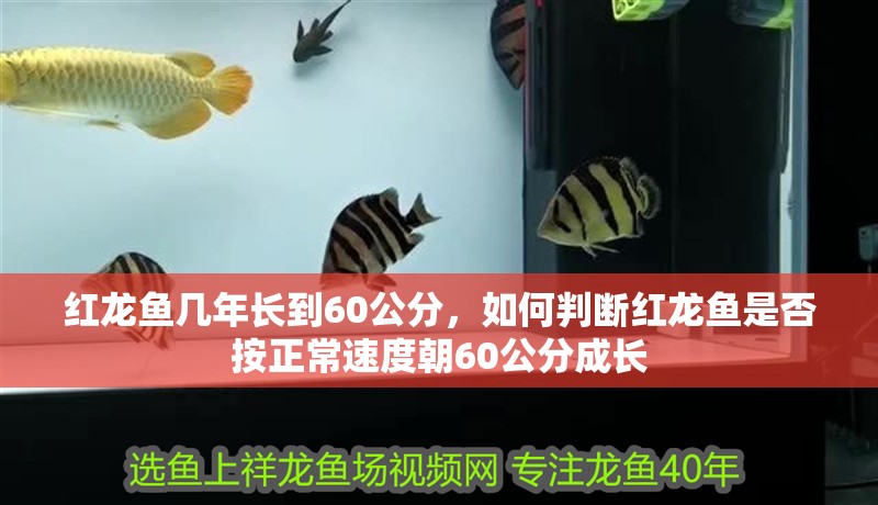 紅龍魚幾年長到60公分，如何判斷紅龍魚是否按正常速度朝60公分成長 紅龍魚幾年長到60公分，如何判斷紅龍魚是否按正常速度朝60公分成長 水族問答