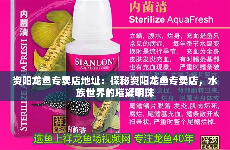 資陽龍魚專賣店地址：探秘資陽龍魚專賣店，水族世界的璀璨明珠