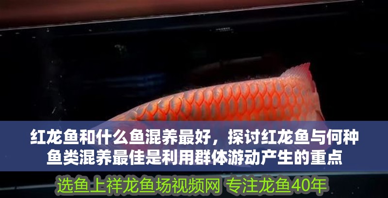 紅龍魚和什么魚混養(yǎng)最好，探討紅龍魚與何種魚類混養(yǎng)最佳是利用群體游動產(chǎn)生的重點(diǎn) 紅龍魚和什么魚混養(yǎng)最好，探討紅龍魚與何種魚類混養(yǎng)最佳是利用群體游動產(chǎn)生的重點(diǎn) 水族問答
