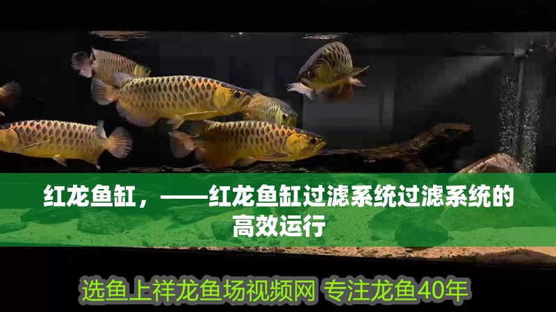 紅龍魚缸，——紅龍魚缸過濾系統過濾系統的高效運行